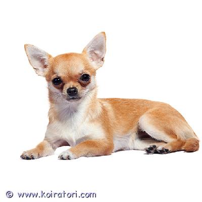 ostetaan chihuahua www.koiratori.com-ilmoitus Ostetaan naaras chihuahua tai muu kääpiö kokoinen koira perheenjäseneksi, kerron lisää tulevasta kodista mielelläni!