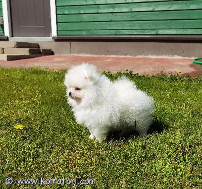 myydään pomeranian www.koiratori.com-ilmoitus Myydään valkoinen uros, syntynyt 09.03.2025.  Uuteen kotiin muutettaessa pennulla tulee olla kaikki voimassa olevat rokotukset, siru, passi, fci-rekisteröintitodistus ja kauppakirja