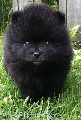 myydään pomeranian www.koiratori.com-ilmoitus Meidän pentumme ovat  syntyneet helmikuussa 28.02. He ovat tea cup, mini-pomeranian pentuja, all black värisiä, hieman harvinaisempi väri, yksi pojista on silti hieman isompi kun tea cup, mut kun ei näistä ikinä tiedä, uskon, että pienempi painaa aikuisena max 1500g ja isompi 1800-2000g. Pennut ovat terveitä, sosiaalisia, rokotettuja, sirutettuja, useaan kertaan madotettuja sekä eläinlääkäritarkastamia. Purenta 6/6 (täydellinen). Polvet, selkäranka, sydän sekä purenta on tutkittu jokaiselta pennulta ja mitään vikoja ei ole ilmennyt, pennut todettiin terveeksi. Molemmat vanhemmat ovat terveitä ja tämä on heidän ensimmäinen pentueensa. Tervetuloa tutustumaan ja ihastumaan, pennut ovat reippaita, energisisiä, tuntuu että energia on ylillinkyllin, niin että usein itselläkin pää pyörällä, kun heitä seuraa. Pojat ovat erittäin sosiaallisia, rakastavat olla sylissä, ovat oikeita rakkauspakkauksia! hinta, 1285€

puh, 0403237180

watsapp, 0465585943
