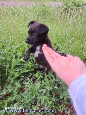 myydään kääpiövillakoira www.koiratori.com-ilmoitus Myydään viel yksi kääpiövillakoira/kääpiöpystykorva mix pentu sirutettuna madotettuna ja eläinlääkärin tarkastamana pentu on terve ei tuonti pentu luovutus ikäinen heti!ei osamaksua.