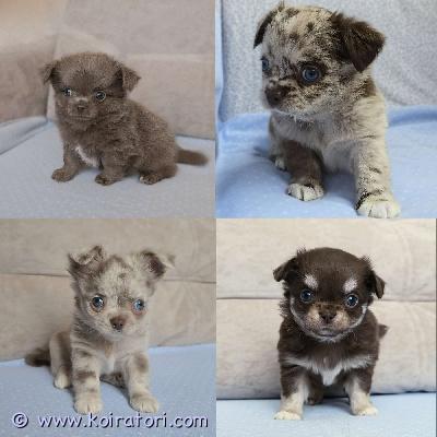 MYYDääN chihuahua www.koiratori.com-ilmoitus Chihuahuan pitkäkarvaiset pennut etsivät omia kotejaa.pentuja on 4 urosta.väri: violetti, suklaa, violetti marmori ja suklaamarmori. Pennut ovat aktiivisia, terveitä ja söpöjä. Vanhemmat ovat terveystarkastettuja ja täysin terveitä. Pentuun ja molempiin vanhempiin voi tulla tutustumaan paikan päälle.mukaan tulee kirjalliset ja yksilöidyt pentuohjeet, sekä kattava pentupakkaus.

kirjallinen myyntisopimus. 

pennut luovutetaan sirutettuna, eläinlääkärin tarkastamana ja useasti madotettuna.
tervetuloa!