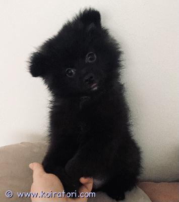 myydään pomeranian www.koiratori.com-ilmoitus Myydään 28.02.2025 syntynyt pomeranian urospentu. Hän on hyvin ihmisläheinen ja rakastava karvapallo. Haluamme löytää koiralle hyvän ja rakastavan loppuelämän kodin. ?

pentu on täysin terve, sosiaalinen, rokotettu ja sirutettu, useaan kertaan madotettu sekä eläinlääkärin tarkastama.

hinta 1150

puh 0403237180

watsapp 0465585943