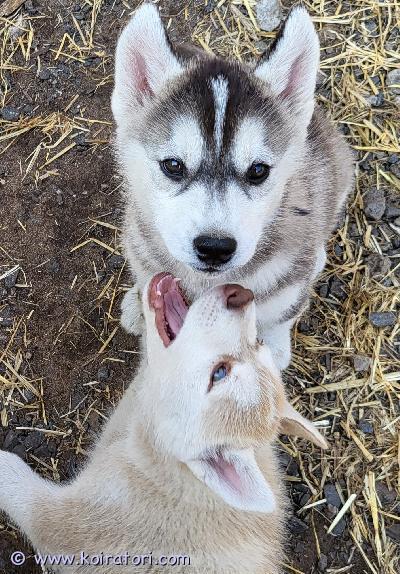 myydään husky www.koiratori.com-ilmoitus Seitsemän pennun pesueesta kaksi tyttöpentua, jotka vielä etsivät elämänsä kotia. Koirat ovat syntyneet 11.4, ne ovat siruutettu ja pentutarkastettu ja ovat luovutusiässä. Madotus tehty säännöllisesti. 
toivomme heille eläinrakasta perhettä, jossa liikutaan paljon, koska rotu tarvitsee liikuntaa ja virikkeitä. 
ota rohkeasti yhteyttä ja kerro itsestäsi, elinympäristöstä ja tavoista, jonka tarjoaisit pennulle niin keskustellaan lisää.