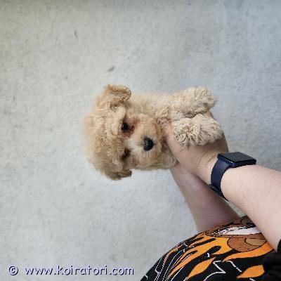 myydään maltipu www.koiratori.com-ilmoitus Maltipoo boy. Healthy, has a dog health certificate. Vaccinations, chip and passport. Puppy is in tallinn. Wotsap contact me 