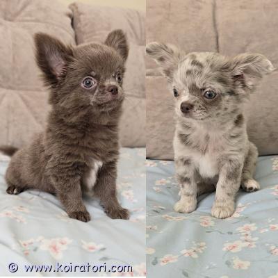 MYYDääN chihuahua www.koiratori.com-ilmoitus Chihuahuan pitkäkarvaiset pennut etsivät omia kotejaa. Pentuja on 2 pk urosta. Harvinainen väri: lila ja lila marmori. Ikä 2,5 kk. Pennut ovat aktiivisia, terveitä ja söpöjä.vanhemmat ovat terveystarkastettuja ja täysin terveitä. Pentuun ja molempiin vanhempiin voi tulla tutustumaan paikan päälle. Luovutus on jo käynnissä.mukaan tulee kirjalliset ja yksilöidyt pentuohjeet, sekä kattava pentupakkaus.

kirjallinen myyntisopimus. 

pennut luovutetaan sirutettuna, eläinlääkärin tarkastamana ja useasti madotettuna.

lisätietoja voi saada sähköpostitse.

ei osamaksulla.
