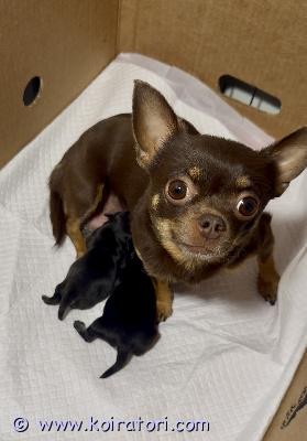 myydään chihuahua www.koiratori.com-ilmoitus Mustat chihuahua pennut syntyivät 29.6. Kempeleessä. Tyttö ja poika.

Luovutus 8 viikon iässä 24.8.

Pennut ovat luovutushetkellä madotettu, sirutettu, eläinlääkärin tarkastamia. Rokotus tulee ostajan hoitaa 3kk iässä.

Emo lyhytkarvainen tummanruskea chihu (2,5 kg) ja isä pitkäkarvainen siniharmaa chihu (3,8kg). Laita viestiä ja kerro itsestäsi ja oloista joihin pentu sinun luonasi pääsisi.

Pennut kasvavat kotonamme kempeleessä, mihin niitä pääsee tapaamaan. Kummatkin vanhemmat ovat myös tavattavissa.

Kysy lisätietoja. Videoita whatsupilla.

Kuvissa emo pentujen kanssa ja yksin. Isä sekä 3 vuotta sitten samoille vanhemmille syntynyt musta uros pentu.