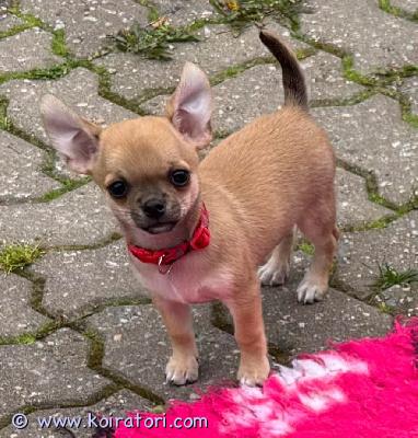 myydään chihuahua www.koiratori.com-ilmoitus Kennelissa perfect sweet dream on rakastava kotia vailla chihuahua urospentu perfect sweet dream last warrior, synt. 18.3.2025. Molemmat vanhemmat ovat hyväluonteiset palkittut näyttelykoirat ja myös virallisesti terveystarkastettu (pl 0/0, silmätutkimus ok, sydäntutkimus ok). 
pentu on sirutettu ja tehdy kaikki penturokotukset (seuraava 10.07.2026), useita kertoja madotettu. Mukana viron kennelliiton rekisteritodistus (export pedigree), eu passi, kirjalliset sopimukset, pentuohjeet suomeksi ja iso pentupaketti. Ole hyvä ja kirjoita myös itsestäsi ja kokemuksistasi (jos niitä on) koirien kanssa; mikä toiset eläimet ovat kotona ja minkälaiset on suunnitelmat pennun kanssa. Lisäkuvia ja videoita kotisivulla. Mahdollisesti toisen chihuahuan tai toykoiran kaveriksi. Hinta 1800 eur.
