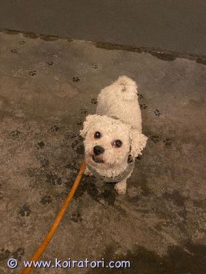 astutukseen bichon www.koiratori.com-ilmoitus Iloinen Bichon tarjolla astutukseen. Terve, palkituista vanhemmista, näyttöä on aiemmista pennuista. Tulemme luoksesi.