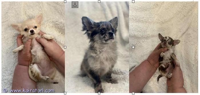MYYDääN chihuahua www.koiratori.com-ilmoitus There are 3 chihuahua girls for sale. 1 - long-haired girl, lilac merle color, was born on january 25, adult weight is about 2500 grams. 2 - long-haired girl, cream color, was born on january 19. Adult weight is about 1500 grams. 3 - smooth-haired girl, chocolate merle color, adult weight is about 1500 grams. All puppies have europass, chip, all vaccinations, rabies vaccination, sales contract. Delivery to helsinki lansisatama is possible for an additional fee.