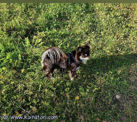 myydään chihuahua www.koiratori.com-ilmoitus Aikuinen kaunis pitkäkarvainen suklaa tan chihuahua, leikattu narttu.) Chihuahua narttu syntynyt 3.4.2020 Madotettu asianmukaisesti, rokotukset kunnossa. 
Silmät, sydän ja polvet terveet. Tarkastettu 2/2025 
Joudumme luopumaan rakkaastamme ja etsimme hänelle hyvää ja rakastavaa loppuelämän kotia.  Koiralla on hellyyttävä ja miellyttävä ihmisläheinen luonne,  menee toki oma aikansa kun totuu uuteen ihmiseen .Bella sopii hyvin lemmikiksi, kainaloon, lenkille ja kaveriksi yksinäiselle.
Terve ja sisäsiisti koira. Rekisteröity Suomen Kennelliittoon
Laitan lisätietoja sekä kuvia sitten hänestä kiinnostuneelle.
Harkitsen tarkkaan uuden kodin rakkaallemme. Etusijalla henkilö, joka ei ole työelämässä, jotta koiran ei tarvisi olla yksin ja hänellä olis aikaa koiralle jne.
Valittavasti lapsiperheen en halua koiraa luovuttaa.
Hän tykkää rauhallisesta kodista ja lukee hyvin omistajaansa.
On tunteiteikas ja herkkä, mutta kuitenkin vahva ja määrätietoinen koira.
Rakastaa hellyyttä ja hoivaa.
Fb kautta voi ottaa yhteyttä Beautusteps sonja
