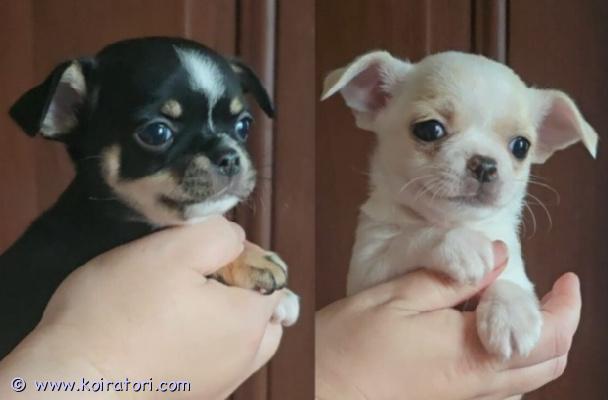 myydään chihuahua www.koiratori.com-ilmoitus Kaksi chihuahuan pentua, tyttöjä, lyhytkarvaisia. Iloiset ja aktiiviset pennut voivat muuttaa uuteen kotiin. Pennuilla on mikrosiru, iänmukaiset rokotukset ja eurooppalainen eläinlääkärinpassi. Lisätietoja, kuvia ja videoita yksityisviestillä tai whatsappissa. Puhelin: +37258587448
