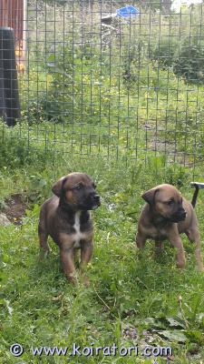 myydään sekarotuinen www.koiratori.com-ilmoitus Pennut ,isä doberman emä cane corso/pyreneittenkoira.tottuneet arjen elämään ,madotettu säännöllisesti ja sirutettu.luovutus 22.7 alkaen kun täyttävät 7 vk,,pennut nakkilassa
046-5287777

