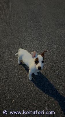myydään jackrussel www.koiratori.com-ilmoitus Ihana pieni jack russel pentu etsii kotia. On iloinen ja reipas! noin 16 viikkoa vanha