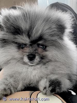 myydään pomeranian www.koiratori.com-ilmoitus Meidän pentumme ovat syntyneet huhtikuussa, 3 tyttöä ja 1 poika. Pennut ovat terveitä, rokotettuja, sirutettuja, useaan kertaan madotettuja sekä eläinlääkärin tarkastamia ja kaikki pennut todettu terveiksi. Molemmat vanhemmat ovat terveitä koiria. Lisätietoa saa soittamalla tai watsappin välityksellä. Voin myös lähettää enemmän kuvia ja videoita.
-merle pomeranian (sininen) 1600€
-musta pomeranian 1450€
-beaver pomeranian 1500€

puh: 0458473390

watsapp: 0465585943
