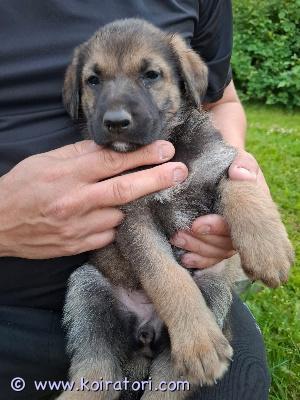 myydään sekarotuinen www.koiratori.com-ilmoitus Pennut ovat syntyneet suomessa, kaasmarkussa 8.6.2025.

pennuissa on reilu puolet saksanpaimenkoiraa, neljännes labradorinnoutajaa, kohtuullisesti saksanseisojaa ja ripaus leonberginkoiraa. Molemmat pentujen vanhemmat ja emän vanhemmat ovat omia, terveitä koiriamme ja tavattavissa luonamme.

nartut ovat kaikki värikkäämpiä, joskin pääväri on musta. Aikuisina pentujen korvat ovat 