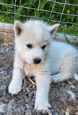 myydään husky www.koiratori.com-ilmoitus Kaksi 6.6. Syntynyttä husky- tyttöpentua, jotka etsivät elämänsä kotia. 
molemmat vanhemmat toimivat vetokoirina. Pennut on sirutettu ja tarkastettu ja madotettu kahden viikon välein. Luovutus alk. 1.8. 
toivomme heille aktiivista liikuntaa harrastavaa kotia koska rotu tarvitsee liikuntaa ja virikkeitä. Emme luovuta pentuja kerrostaloon.
Ota rohkeasti yhteyttä ja kerro itsestäsi ja elinympäristöstäsi jonka tarjoaisit pennulle.