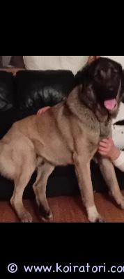 myydään kangal www.koiratori.com-ilmoitus Myydään kangal-uros 2,6v – rauhallinen, vahtiviettinen ja lapsirakas

etsitään osaavaa ja kokenutta kotia 2,6-vuotiaalle kangal-urokselle, jolla on vahva vahtivietti ja tasapainoinen luonne. Koira on rauhallinen, hyvin käyttäytyvä ja lapsirakas.

vaatii kuitenkin kokeneen omistajan, joka osaa lukea koiraa ja ymmärtää vaativan rodun tarpeet. Ei sovellu ensimmäiseksi koiraksi tai kerrostaloon. Uusien ihmisten kanssa tarvitsee aikaa ja tilaa tottua – ei hyökkäävä, mutta varautunut vieraita kohtaan. 

? osaa peruskäskyt (istu, maahan, tassu)
? odottaa lupaa ennen kuin syö
? terve ja hyväkuntoinen
? eu-passi löytyy
? tulee hyvin toimeen lasten kanssa
? ei sovi ensikoiraksi
? ei kerrostaloon eikä kaupunkiympäristöön

???? sijainti: [parkano]
???? hinta: 1500 €
???? yhteydenotot: [0449286891]

myydään vain vastuulliseen ja pysyvään kotiin. Ostajalta vaaditaan kokemusta. 

