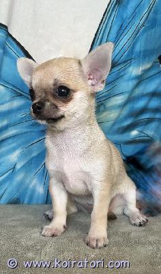 MYYDääN chihuahua www.koiratori.com-ilmoitus Lyhytkarvainen narttupentu, syntynyt 12.05.2025, odottaa rakastavaa kotia
molemmat vanhemmat ovat hyväluonteisia, palkittuja näyttelykoiria ja myös virallisesti terveystarkastettuja.
pentu on mikrosirutettu ja sillä on penturokotukset ja useita madotuksia. Mukana tulee viron kennelliiton rekisteröintitodistus (vientitodistus), eu-passi. Kirjoita myös itsestäsi ja mahdollisista kokemuksistasi koirien kanssa; mitä eläimiä kotona on ja mitkä ovat suunnitelmasi pennun suhteen.