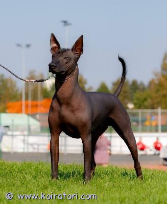 myydään meksikonkarvatonkoira www.koiratori.com-ilmoitus Varattavissa xoloitzquintli eli meksikonkarvatonkoira pennut. Kyseessä meksikonkarvatonkoiran isoin muunnos (xoloitzcuintli standard). Xolo on vanha alkukantainen rotu joka on erittäin perhekeskeinen ja hyvin voimakkaasti kiintyvä, älykäs rotu. Xolo on hyvin terve ja pitkäikäinen rotu. Huumoria ei tule puuttumaan xolon kanssa elävän arjesta. Xoloista löytyy myös karvallinen muunnos joka sekin täysin sallittu variaatio. Pennut on luovutushetkellä rekisteröity, sirutettu, eläinlääkärintarkastama ja useasti madotettu. Kasvattimme ovat menestyneet upeasti näyttelyissä ja mm vuoden 2024 suomen voitokkain näyttely xolo on kasvattimme. Opastamme mielellämme myös näyttelyharrastukseen ja olemme muutenkin aina käytettävissä kasvattienme asioissa. Ota rohkeasti yhteyttä niin kerron mielelläni lisää.