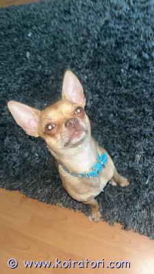 myydään chihuahua www.koiratori.com-ilmoitus Heippa myydään ihanin suloisin ihmismainen chihuahua uros vähän päälle vuoden ikäinen koira myydään muuttoneen elämän tilanteen vuoksi koira tulee toimeen kaikkien koirien kanssa kaikkien ihmisten kanssa koira on paljon energiaa täynä ja koira on energinen mukava kiltti ja hauska omanlainen koira ja koiran mukana tulisi koiran ruoka ja juoma kuppi koiran ruoka koiran shamppoo koiran panta ja koiran valjaat ja koiran hihna ja koiran lempi lelut sekä kantokoppa jos sinua tämä ihana chihu kiinnostaa ja oot valmis antamaan hänelle rakastavaisen loppu elämän kodin niin kerrothan ekana itsestäsi mitä koira kokemusta sinulta löytyy minkälaista kotia olisit valmis tarjoamaan koiralle missä päin asut ota yhteyttä tähän numeroon niin yv saat kaikki koiran tiedot 0401781480