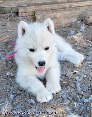 myydään husky www.koiratori.com-ilmoitus Kuuden 6.6.syntyneiden  huskypentueesta on vielä tyttöpentua vapaana ja etsivät elämänsä kotia. Pennut ovat ihmisrakkaita ja sopeutuvat myös lapsiperheeseen.  virtaa riittää ja toivomme että tulevassa perheessä liikutaan ulkona.
Molemmat vanhemmat toimivat vetokoirina ja ovat nuoria ja ihmisläheisiä. Pennut on sirutettu ja pentutarkastettu ja madotettu kahden viikon välein. Luovutus alk. 1.8.
Emme luovuta pentuja kerrostaloon.
ota rohkeasti yhteyttä ja kerro itsestäsi ja elinympäristöstäsi jonka tarjoaisit pennulle.