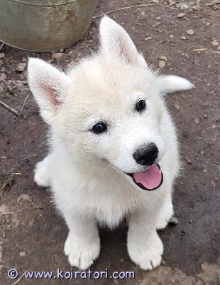 myydään husky www.koiratori.com-ilmoitus Kuuden 6.6.syntyneiden huskypentueesta on vielä yksi  tyttöpentu vapaana ja etsii elämänsä kotia. Pentu ovat ihmisrakas ja sopeutuu myös lapsiperheeseen. Virtaa riittää ja toivomme että tulevassa perheessä liikutaan ulkona.
molemmat vanhemmat toimivat vetokoirina ja ovat nuoria ja ihmisläheisiä. Pentu on sirutettu ja pentutarkastettu ja madotettu kahden viikon välein. Luovutus alk. 1.8.
emme luovuta pentuja kerrostaloon.
ota rohkeasti yhteyttä ja kerro itsestäsi ja elinympäristöstäsi jonka tarjoaisit pennulle, niin jutellaan lisää.