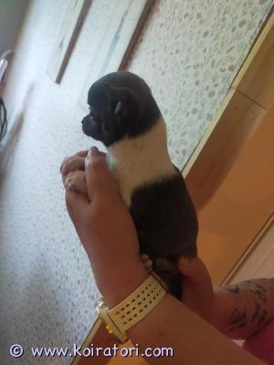 myydään chihuahua www.koiratori.com-ilmoitus Ihastuttava moona valmiina uuteen kotiin, iloinen pikkuneiti. Väri erityinen, sinivalkoinen. 