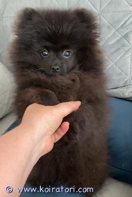myydään pomeranian www.koiratori.com-ilmoitus 19.04.2025 syntynyt 19.06.2025 luovutusikään tullut pomeraniatyttö etsii loppuelämän kotiaan. Pentu on sirutettu, rokotettu ja terveystarkastettu ja eläinlääkäri on todennut pennun terveeksi 18.06.2025. Madotettu ohjeistuksen mukaan 2, 4, 6 ja 8-viikon ikäisenä.

tyttöpennun vanhemmat ovat ystävällisiä ihmisrakkaita ja terveitä koiria. Pentu on terve, sosiaalinen, rokotettu, sirutettu, useaan kertaan madotettu sekä eläinlääkäritarkastama. Purenta on täydellinen. Polvet, selkäranka, sydän sekä purenta on tutkittu ja mitään vikoja ei ole ilmennyt, tyttöpentu todettiin terveeksi. Tyttö on erittäin sosiaalinen ja lempeä. Tykkää olla lähellä ja ulkoilu on aina hänelle suuri seikkailu.
seuraavat rokotteet suomen rokotusohjelman mukaisesti penikkatautivirusta, tarttuvaa maksatulehdusta ja parvovirusta vastaan 12- ja 16-viikon ikäisenä (kolmoisrokote). Rabiesrokotus annetaan suositusten mukaan 16-20 viikon iässä.

lisätietoja saat viestien välityksellä tai soittamalla!

puh: 0458473390
watsapp: 0465585943