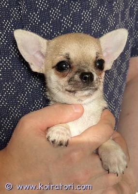 MYYDääN chihuahua www.koiratori.com-ilmoitus Myydään chihuahua naaraspentu, hoitavaan kotiin. Hän on lühitkarvainen,hyvin kehittynyt, sosiaalinen ja iloinen pentu, sukutaululla fci. Pentu on tottunut muihin koiriin, hän on rohkea ja aktiivinen, sopi hyvin rakastavaan perheeseen lemmikiksi, kaveriksi tai näyttelykoiraksi.
 jos olet kiinnostunut, ole valmis esittelemään itsesi ja perheesi, koska haluan valita parhaan kodin ja sopivimman perheen.

