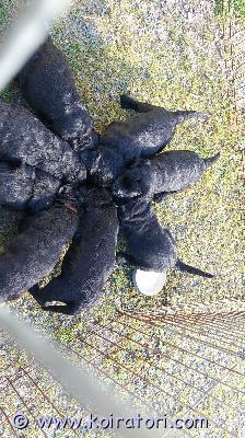 myydään labradoodle www.koiratori.com-ilmoitus Labradoodlen pentuja myynnissä. S.15.7.2015
luovutus syyskuussa. 

uroksia ja narttuja.

pennut syövät sekä raakaa lihaa, munia, piimää, kuin valmisruokaa. Ne myös ulkoilevat päivittäin ja on opetettu jo luoksetulo kutsusta.

tule katsomaan ja varaa pentu 