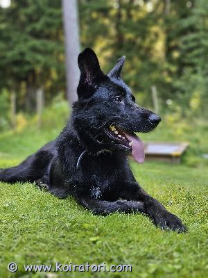 myydään sekarotuinen www.koiratori.com-ilmoitus Uutta kotia etsii sekarotuinen kastroitu 1v3kk ikäinen uros koira kössi.

etsimme kössille uutta kotia kun olemme huomanneet että stressaantuu lapsiperheessä ja käy ylikierroksilla. 

kössille paras olisi kun saisi kokeneen koira ihmisen ja kodin maalta ja kodin missä ei ole pieniä lapsia.kössi osaa perus käskyt ja on sisäsiisti eikä tuhoa paikkoja yksin ollessaan. Hihna käytöstä kössin kanssa tarvitsee harjoitella,rähisee remmissä muille koirille ohitus tilanteissa.

kössi rakastaa metsässä liikkumista ja uimista.
mikrosirutettu 3.7.2024
syntymä aika 21.5.2024
terveystarkastus tehty 3.7.2024 ja todettu terveeksi 
rokotettu 15.8.2024 


madotettu useasti ohjeiden mukaan 

madotettu 2 viikkoa ennen rokotusta 
pentuna saanut tarvittavat madotukset 

luovutetaan oikean kodin löydyttyä.

kössiltä puuttuu eläinlääkärin tehoste rokotus. Muut rokotukset ovat kunnossa

syntymä maa suomi
kössi on myös asianmukaisesti rokotettu 


sopivan kodin löytyessä hinta neuvoteltavissa koska haluamme koiralle hyvän loppuelämän kodin ! 


koiran omistaja niko hämäläinen ja johanna rantanen