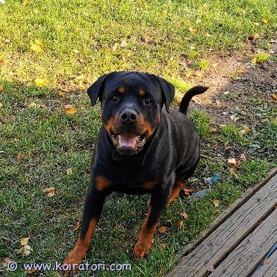 MYYDääN rottweiler www.koiratori.com-ilmoitus Annamme kennelistämme 4-v ikäisen narttu rottweiler koiran rakastavan  ja hyvän kotiin nauttimaan eläkepäivistään….koira on hyvin suojava oman omistajan eli hän sopii yhdelle henkilölle seuraaksi, ei tykkää pienistä lapsista, muiden koirien kanssa tulee toimeen…. Kirjoita minulle suomeksi whatsappissa tai gmailissa, millaisen kodin sinulla on tarjota koiralle. Ja 
luovutus on helsingissä. Koira on ilmainen/ tuontikulut 200€ 
