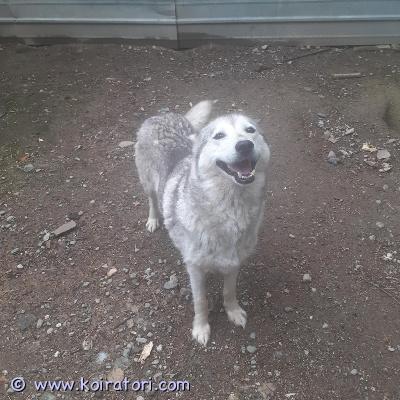 astutukseen siperianhusky www.koiratori.com-ilmoitus Tarjotaan astutukseen Kennelliiton rekisterissä oleva siperianhusky. Lisätietoja sähköpostilla tai puhelimella. Uros Mäntyharjulla. Ota rohkeasti yhteyttä. Myös muut keskikoiset rodut voidaan ehkä huomioida.... Puhelin: 0403242677 hinta

hinta:sopimuksen mukaan.



Lähetä sähköpostia tai soita!


