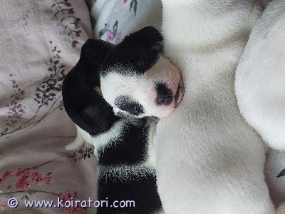myydään jackrussell www.koiratori.com-ilmoitus Nyt varattavissa 15.8 syntyneet jackrussel terrierin pennut. 

omien koirien luvattomista leikeistä alkunsa saanut ihana lehmäjengi (3u+2n) etsii omaa loppuelämän kotia.

pennut käyvät eläinlääkärintarkastuksessa, heidät sirutetaan ja ilmoitetaan ruviin ennen luovutusta. Luovutus aikaisintaan 15.10 pentujen täyttäessä 8 viikkoa. Pennut tullaan madottamaan kahden viikoin välein ja rokotus jää uudelle omistajalle 12 viikon iässä. 

yhteydenotot whatsapp/tekstiviesti/sähköposti töiden takia. Laitathan jo ensimmäisessä viestissä tietoja itsestäsi ja millaiseen kotiin pentu olisi tulossa. 

pennun hinta 1200e ja varausmaksu 300e jota ei palauteta mikäli ostaja peruu kaupan.