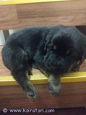 myydään sekarotuisia www.koiratori.com-ilmoitus Upeat sekarotuiset koiranpennut etsivät uusia, rakastavia koteja

pentujen isä on rottweiler ja dobermann mix ja äiti on saksanpaimenkoira ja karjalankarhukoira mix.

meillä ruovedellä on ilonamme ihastuttava pentue, joka etsii omia vastuullisia ja loppuelämän kotejaan.
pennut syntyivät 16.7.2025 ja ovat luovutusiässä 10.9.2025, kun täyttävät 8 viikkoa.



pennut madotetaan ensimmäisen kerran 4 viikon iässä ja madotuksia jatketaan säännöllisesti luovutukseen asti.


pennut kasvavat kodissamme keskellä normaalia arkea, ja ovat tottuneet erilaisiin arjen ääniin, lapsiin, isoihin koiriin ja myös kissaan. Tämä antaa niille erinomaiset valmiudet sopeutua uuteen kotiin helposti.

luonteeltaan pennut ovat jo nyt reippaita, uteliaita ja sosiaalisia – niissä näkyy sekä paimenkoiran älykkyys että vahtikoiran uskollisuus. Ne sopivat aktiiviseen kotiin, jossa tarjotaan sekä liikuntaa että yhdessä tekemistä.

 hinta: 980 €
 varausmaksu: 280 € (vähennetään loppusummasta, ei palauteta, jos kauppa peruuntuu ostajan puolelta)

sijainti: ruovesi

puhelin: 046 582 2105

sähköposti: jhh.honk83@gmail.com