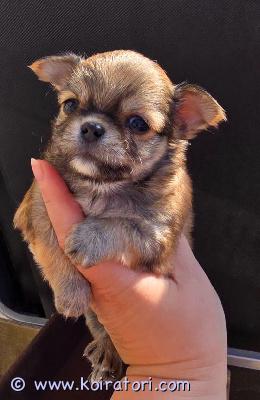 myydään chihuahua www.koiratori.com-ilmoitus Chihuahua -pentu, tyttö, pitkä villa. Uuteen taloon lähettämishetkellä koiranpennulla on mikrosiru, ikärokotus ja eurooppalainen eläinlääketieteellinen passi. Iloinen ja aktiivinen koiranpentu voi elää muiden eläinten kanssa. Lisätietoja henkilökohtaisessa viestissä tai vatsapissa.: +37258587448 toimitusvaihtoehto on