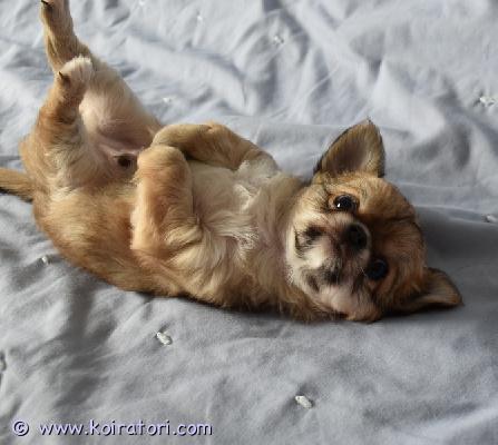 MYYDääN chihuahua www.koiratori.com-ilmoitus Myytävänä chihuahuan urospentu. Syntynyt 04.07.2025, pitkäkarvainen pentu. Erittäin iloinen ja leikkisä! pennuilla on fci/ekl paperit, export pedigree. Pennut on rokotettu, sirutettu, omaavat eu passin ja osto-myynti sopimukset. Pennun vanhemmilla on tutkittu polvet - pl 0/0. 
puh. +372 58145406 (eng)
t-vork@hotmail.com