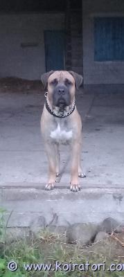myydään presacanario www.koiratori.com-ilmoitus Koira hyvää kotiin kiireelisesti. Maalle tai omakoti taloon. Vahvan rodun tuntevalle. Ei lapsi perheeseen. Rokotettu, madotettu, sirutettu. Soittamalla lisä tietoa.