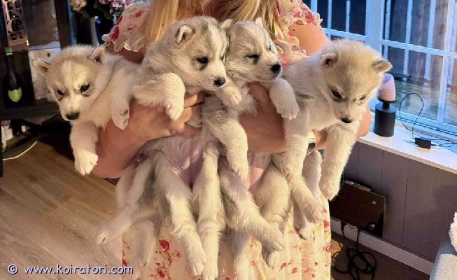 myydään husky www.koiratori.com-ilmoitus Heinäkuun 6. Päivänä olohuoneeseemme syntyi kuusi kaunista pientä pentua.

2 urosta ja 4 narttua
lisää kuvia tulee pentujen kasvaessa.

ne ovat luovutusvalmiita täytettyään 8 viikkoa (31. Elokuuta).

voimme myös auttaa pentujen toimituksessa tai tavata heidät matkan varrella.

pennut myydään seuraavien kanssa:
siru, 4+ matolääke, terveystodistus ja suuri pentupaketti, joka sisältää ruokaa ja äidin tuoksuisen peiton.

molemmat vanhemmat ovat loistavia perhekoiria. Ne rakastavat myös kävelyretkiä, juoksulenkejä ja vaeltamista. Oletamme, että pennut tekevät tätä myös.

pennut kasvavat sekä lasten että aikuisten ympärillä.

siperianhuskyt ovat loistavia vaelluskumppaneita ja perhekoiria, mutta haluamme niiden menevän ihmisten luokse, jotka tuntevat rodun ja mitä siperianhuskyn omistaminen tarkoittaa.

suosittelemme vahvasti, ettet koskaan päästä niitä irti niiden vahvan metsästysvaiston vuoksi.

jos olet kiinnostunut, voit ensin lähettää viestin.

kerro meille hieman itsestäsi: mitä voit tarjota koiralle? ja missä asut?

ja lisää kaikki mahdolliset kysymyksesi meille.