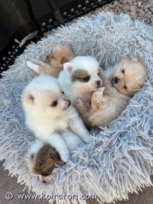 myydään pomchi www.koiratori.com-ilmoitus Pomeranian/chihuahuan pennut – syntyneet 6. Heinäkuuta, luovutusvalmiita 8 viikon kuluttua 1. Syyskuuta

meillä on viisi kaunista pentua, jotka kasvavat hiljaisessa ja turvallisessa kodissa, jossa on paljon läheisyyttä, sosiaalisuutta ja päivittäistä seurantaa. Tavoitteenamme on antaa niille paras mahdollinen alku elämään – ja löytää koteja, jotka voivat jatkaa tätä turvallisuutta.

vanhemmat:

– äiti: 60 % pomeranian / 40 % chihuahua (2,8 kg)

– isä: 100 % pomeranian (3 kg)

molemmat asuvat luonamme ja heillä on rauhallinen ja tasapainoinen luonne.

pennut toimitetaan seuraavien kanssa:

? eläinlääkärin terveystodistus

? ensimmäinen rokotus

? siru

? madotus

? pentupaketti, jossa on peitto ja ruoka

pennut saavat päivittäin käsittelyä ja tottuvat arjen ääniin, ihmisiin ja rutiineihin. Etsimme ostajia, jotka voivat tarjota:

– vakaan ja turvallisen kodin

– huolenpitoa ja pitkäaikaista sitoutumista

– paljon rakkautta ??

kokemus koirien kanssa katsotaan eduksi, mutta ei välttämättömyys. Tärkeintä on, että pentukemia on kohdallaan ja että haluat antaa pennulle hyvän elämän.

kiinnostuitko?

lähetä viesti ja kerro meille hieman itsestäsi ja arjestasi.