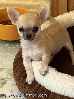 MYYDääN chihuahua www.koiratori.com-ilmoitus Myydään lyhytkarvainen naaraspuolinen chihuahua-pentu. 3 kuukauden ikäinen, iloinen ja ystävällinen. Pennulla on fci/ekl-sukutaulu ja lemmikkipassi, se on rokotettu ja mikrosirutettu. Pennun vanhemmat ovat terveystarkastettuja, kauniita näyttelykoiria.
kirjoitathan myös itsestäsi ja perheestäsi.
