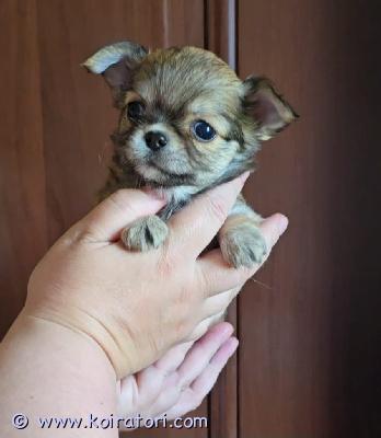 myydään chihuahua www.koiratori.com-ilmoitus chihuahua -pentu, tyttö, pitkä villa. Uuteen taloon lähettämishetkellä koiranpennulla on mikrosiru, ikärokotus ja eurooppalainen eläinlääketieteellinen passi. Iloinen ja aktiivinen koiranpentu voi elää muiden eläinten kanssa. Lisätietoja henkilökohtaisessa viestissä tai vatsapissa.: +37258587448 toimitusvaihtoehto on