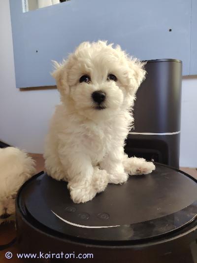myydään bichonfrise www.koiratori.com-ilmoitus Varattavissa suomessa syntyneet pennut, molemmat vanhemmat on nähtävissä, uros painaa noin 6 kg ja emä 7 kg.

pennut on syntyneet 29.6.2025. 5 urosta ja 1 narttu.
luovutus 8 viikon ikäisenä, aikaisittain 24.8.2025
pennut on sirutettuja 19.8.25, useasti madotettuja ja eläinlääkärin tarkastamia 19.8.2025. 
rokotus 12 viikkoisena uuden omistajan toimesta. 

pennut on tottunneet lapsiin ja kasvavaat vapaasti perhen keskella.
