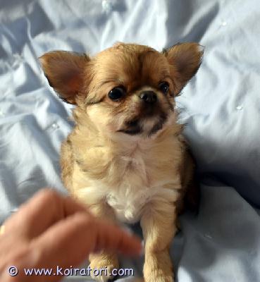 MYYDääN chihuahua www.koiratori.com-ilmoitus Myytävänä chihuahuan urospentu. Syntynyt 04.07.2025, pitkäkarvainen pentu. Erittäin iloinen ja leikkisä! pennuilla on fci/ekl paperit, export pedigree. Pennut on rokotettu, sirutettu, omaavat eu passin ja osto-myynti sopimukset. Pennun vanhemmilla on tutkittu polvet - pl 0/0.
puh. +372 58145406 (eng)
t-vork@hotmail.com