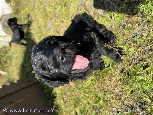 myydään labradoodleja www.koiratori.com-ilmoitus Labradoodle pennut s. 15.7.2025. Suurin osa on kiharakarvaisia. Pentujen luovutus aikaisintaan 7.9.

Pentuja vapaana:
uroksia 3
narttuja 2

Isä labbis ja emä labradoodle on terveitä ja nähtävillä.

Pennut on sirutettu, madotettu ja tarkastettu eläinlääkärissä. 

Rokotukset 12vko iässä jäävät ostajan vastuulle.

Kerro millaiseen kotiin pentu tulisi.

Varausmaksu 200€ ja ei osamaksua.

Paikkakunta: Pihtipudas