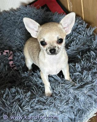 MYYDääN chihuahua www.koiratori.com-ilmoitus Myydään lyhytkarvainen naaraspuolinen chihuahua-pentu. Pennulla on fci/ekl-sukutaulu ja lemmikkipassi, se on rokotettu ja mikrosirutettu.
jos olet kiinnostunut, kirjoitathan myös itsestäsi ja perheestäsi.