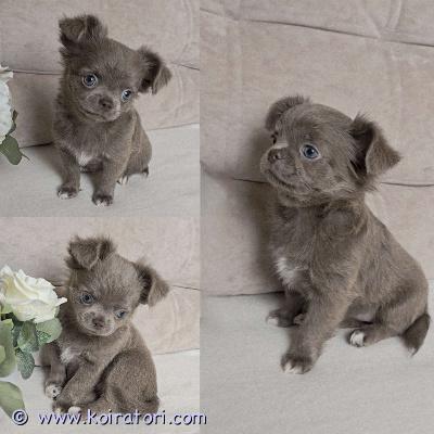 MYYDääN chihuahua www.koiratori.com-ilmoitus Pitkäkarvainen chihuahuan tyttöpentu etsii rakastavaa kotia. 
ikä 2 kk.harvinainen väri - liila ja valkoinen. Sosiaalinen, reipas ja ihmisrakas pikkuinen. On tottunut lapsiin ja sopisi hyvin rakastavaan kotiin lemmikiksi, kaveriksi ja kotikoiraksi. Molemmat vanhemmat ovat sosiaalisia, terveitä ja hyväluonteisia kotikoiria. Pentu luovutetaan asianmukaisesti rokotettuna, madotettuna ja sirutettuna. Mukaan tulee pentupaketti, ohjeita pennun hoidosta, rokotusohjeita ja sopimus pennun kaupasta. 

lisätietoja, kuvia ja videoita voi kysellä soittamalla tai kirjoittamalla.
tervetuloa! 
