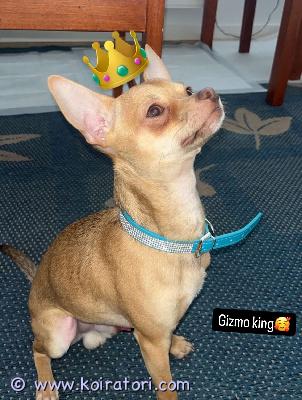 myydään chihuahua www.koiratori.com-ilmoitus Heippa myydään muuttuneen elämäntilanteen vuoksi ihana nuori uros koira gizmo niminen kutsuma nimi ismo ismo on 1v ja tulee toimeen kaikkien ikäisten lasten kanssa tulee toimeen kaikkien eläinten kanssa ismolla on kaikki rokotukset madotukset ja sirutukset hoidettuna ismo osaa kaikki perus käskyt on luonteeltaan villi aktiivinen sosiaalinen ja reipas ismon ismon mukana saa ruoka ja juoma kupit valjaat hihna panta lelut shampoo ja kanto koppa ja ismon viltti koppaan kerrothan jos voit tarjota tälle ihanimmalie koiralle rakastavainen loppu elämän koti eli kerro ekaksi missä päi asut onko muita eläimiä minkälainen koti sinulla on tarjota ja minkälaista koira kokemusta löytyy toivottavasti uus koti löytyy mahdollisemman pian ja hyvä koti 