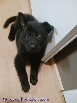 myydään saksanpaimenkoira www.koiratori.com-ilmoitus Myydään käyttölinjaisen saksanpaimenkoiran pentuja. Harmaa pitkäkarvainen narttu, musta normaalikarvainen uros ja vähäsen pörröisempi mustaruskea uros. 
syntyneet 4.7.2025, luovutus aikaisintaan 8vk iässä.
molemmat vanhemmat ovat tasapainoisia, avoimia, vietikkäitä ja rodunomaisia joiden kanssa harrasteltu useampaa lajia (tottista, puruja, jälkeä, hakua ja vepeä). Sekä pennut että vanhemmat elävät lapsiperheessä koiralaumassa tottuen ja nähden erilaisia eläimiä, ääniä ja vilskettä. 
pennut ovat reippaita, ahneita, kontaktinhaluisia ja tasapainoisen oloisia hulivilejä.
madotettu 2vk välein, rekisteröity mm. Suomen kennelliittoon, pentutarkistettu ja mikrosirutettu eläinlääkärillä.
kerro heti ensimmäisessä viestissäsi millaiseen kotiin pentu olisi tulossa.

1600€