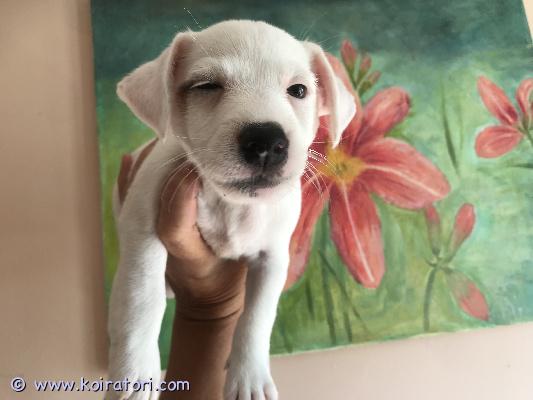 myydään Jackrussellinterrierin pentuja www.koiratori.com-ilmoitus Erittäin kauniit pennut vailla uutta kotia. Sileäkarvaisia ja on yksi karkeakarvainen kuin äiti.   pentu on hyvän luontoisista ja kaunista koirien jälkeläisiä. Vanhemmat ovat omia koiria ja ovat nähtävissä. On aika hyvää luonne. 
syntynyt 25.06.2025
2 poikaa ja 2 tyttöä
luovutuspäivää on heti kun ovat jo luovutusikäisiä. On 2 kertaa madotettu eläinlääkärin tarkistettu ja sirutettu. Mukana on eläinlääkäriltä todistus.
on  mahdollista kuljetus.